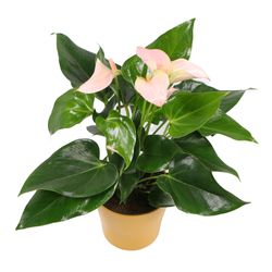 Anthurium-Juli-Peach-5.jpg Anthurium-Juli-Peach-5.jpg