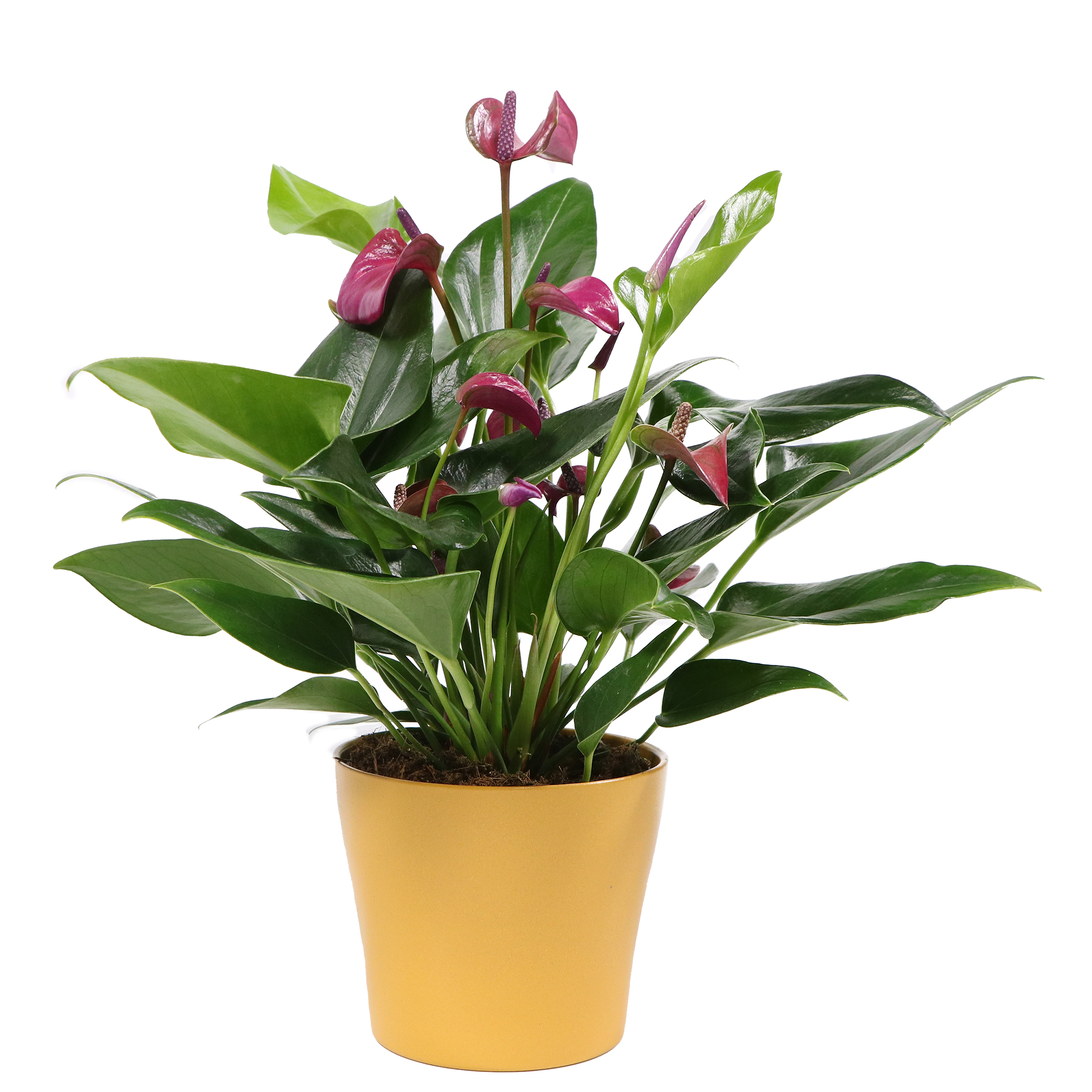 amazonica alocasia 6 Pack of 6-inch ALOCASIA AMAZONICA POLLY – Altman Specialty Plants main image 1