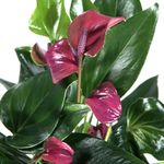 Anthurium-Karma-Purple-3.jpg