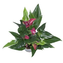 Anthurium-Karma-Purple-2.jpg Anthurium-Karma-Purple-2.jpg