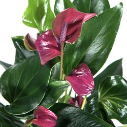 Anthurium-Karma-Purple-3.jpg Anthurium-Karma-Purple-3.jpg