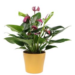Anthurium-Karma-Purple-4.jpg Anthurium-Karma-Purple-4.jpg