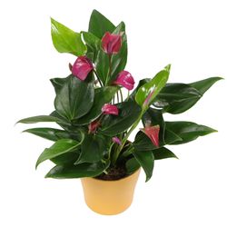 Anthurium-Karma-Purple-5.jpg Anthurium-Karma-Purple-5.jpg