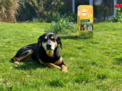 4114490-BA86601088-Solabiol-Rasenduenger-10kg.jpg 4114490-BA86601088-Solabiol-Rasenduenger-10kg.jpg