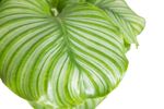 CalatheaOrbifolia-zimmerpflanze-online-kaufen-2042.jpg