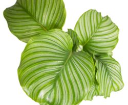 CalatheaOrbifolia-zimmerpflanze-online-kaufen-2043.jpg CalatheaOrbifolia-zimmerpflanze-online-kaufen-2043.jpg