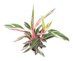 Calathea-strohmanthaTriostarT19-02.jpg Calathea-strohmanthaTriostarT19-02.jpg