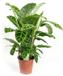 Calathea-Zebrina--2-.jpg Calathea-Zebrina--2-.jpg