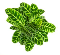 Calathea-Zebrina--3-.jpg Calathea-Zebrina--3-.jpg