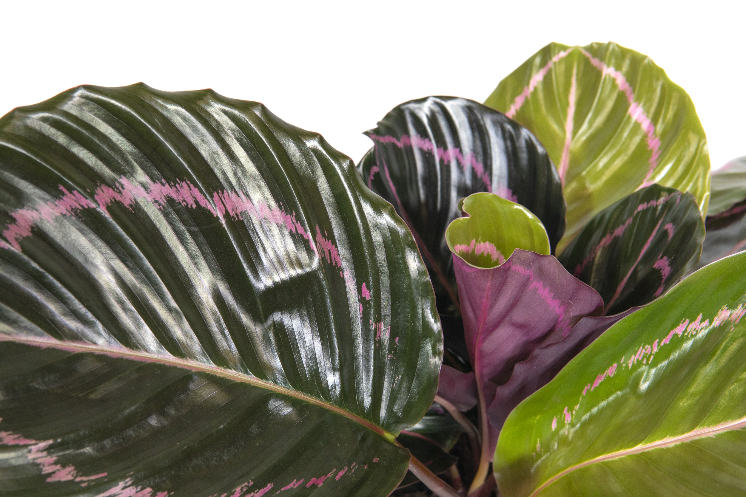 Calathea roseopicta Illustrious, im 12cm Topf, Korbmarante, Hhe ca. 15cm |  meingartencenter24.de - Garten Online Shop & Weber Grill Store