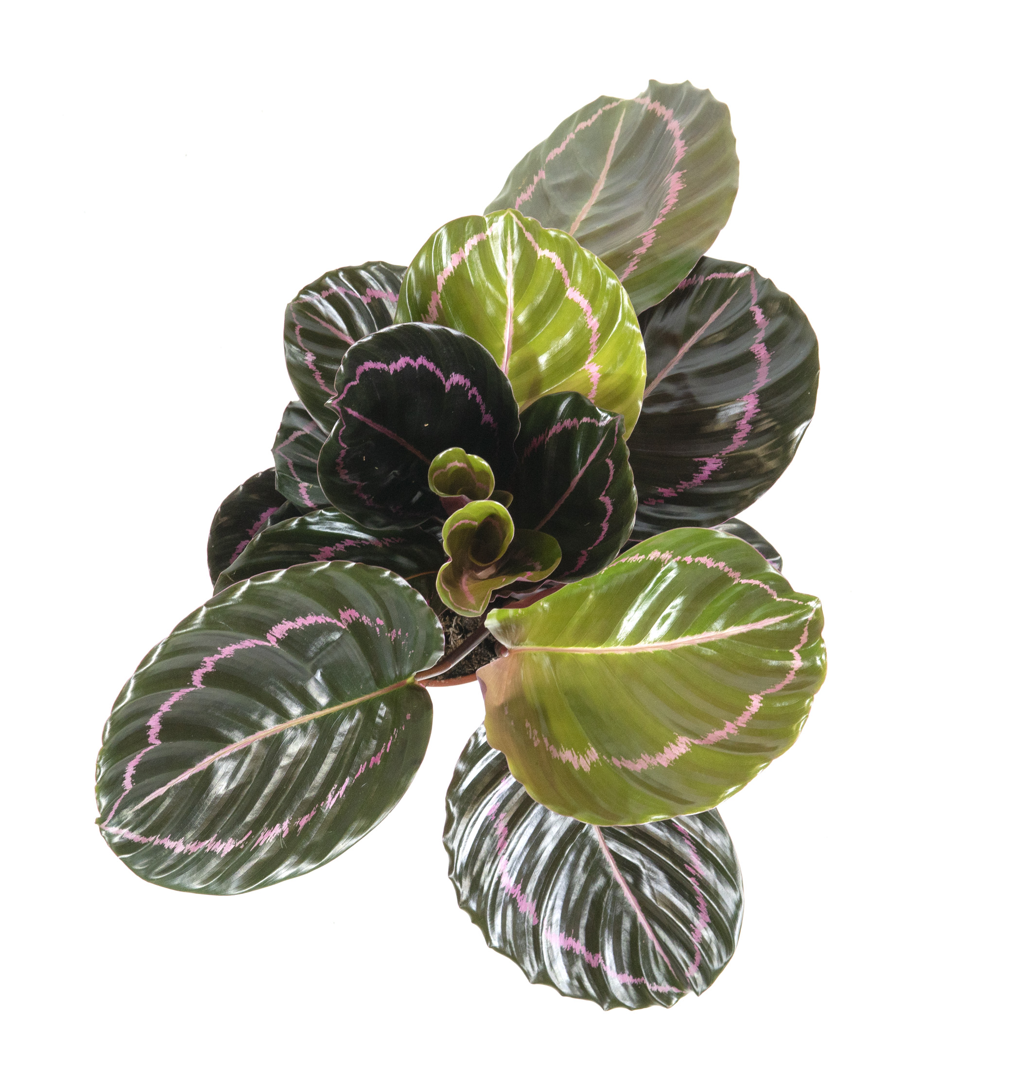 Calathea roseopicta Illustrious, im 12cm Topf, Korbmarante, Hhe ca. 15cm |  meingartencenter24.de - Garten Online Shop & Weber Grill Store