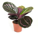 Calathea-Roseopictallustious--2-.jpg