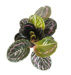 Calathea-Roseopictallustious--4-.jpg