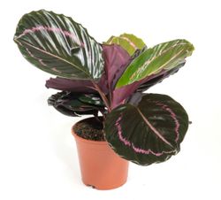 Calathea-Roseopictallustious--2-.jpg Calathea-Roseopictallustious--2-.jpg