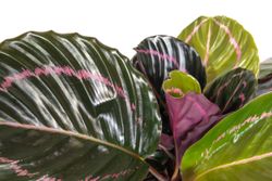 Calathea-Roseopictallustious--3-.jpg Calathea-Roseopictallustious--3-.jpg