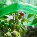 06765-06356-tomatenhaube-3.jpeg