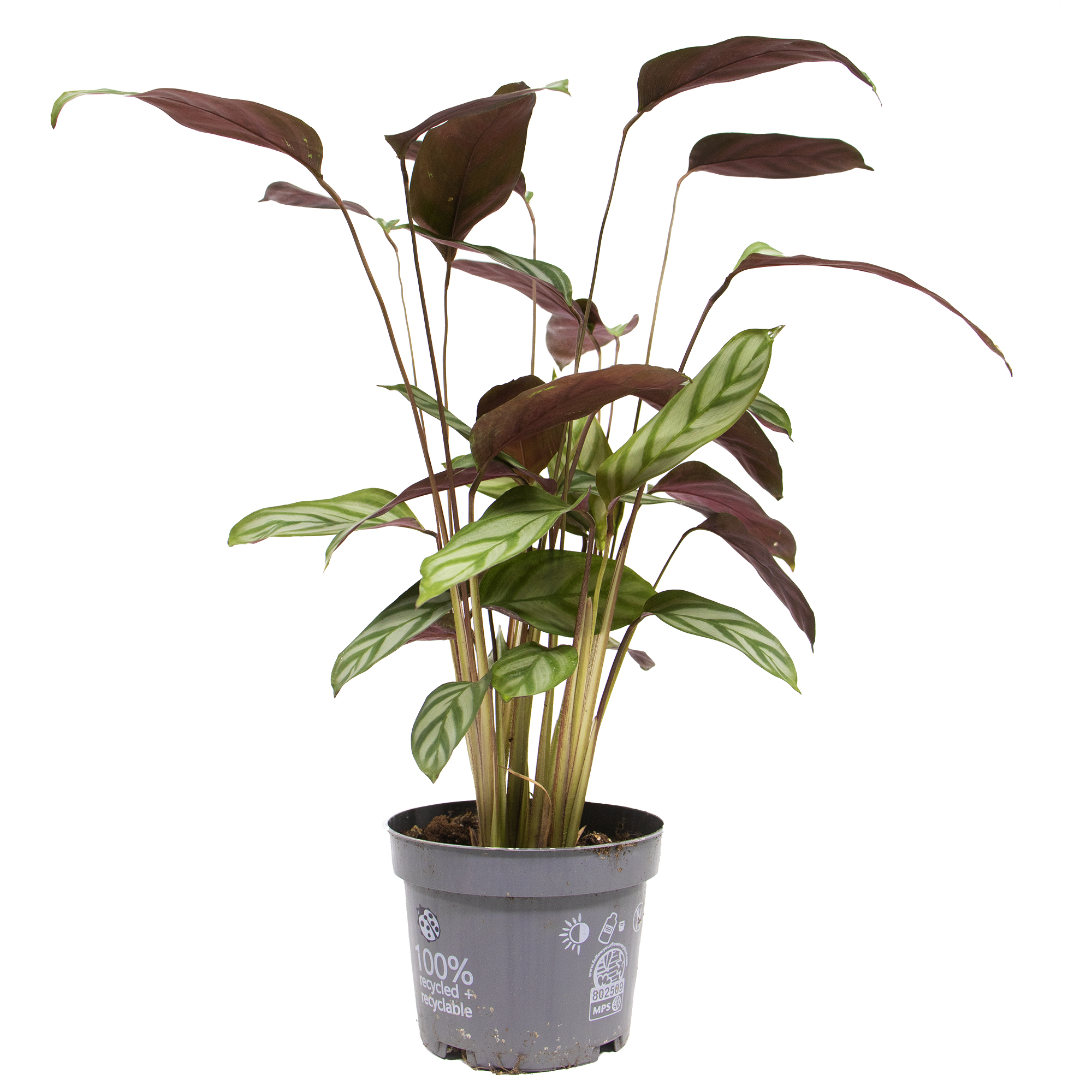 Ctenanthe setosa, im 12cm Topf, Korbmarante, Hhe ca. 15cm |  meingartencenter24.de - Garten Online Shop & Weber Grill Store