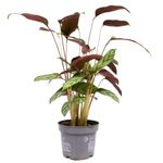 Calathea-Compactstar-1.jpg