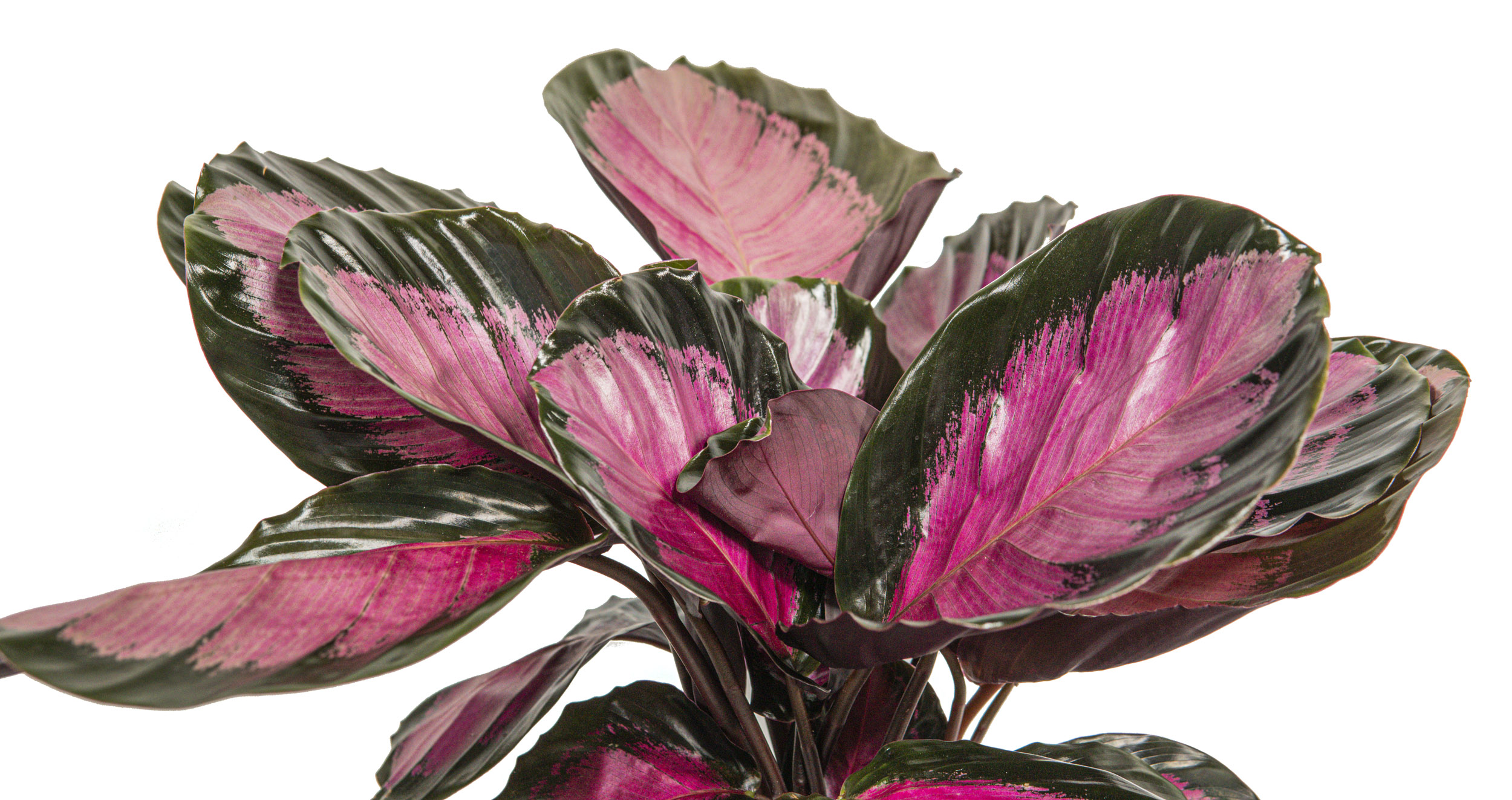 Calathea roseopicta Rosy, im 12cm Topf, Korbmarante, Hhe ca. 15cm |  meingartencenter24.de - Garten Online Shop & Weber Grill Store