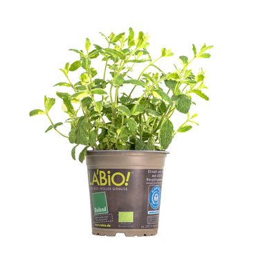 LA’BIO! Ananasminze, im 13cm Topf, Mentha suaveolens Variegata, Höhe ca. 10cm