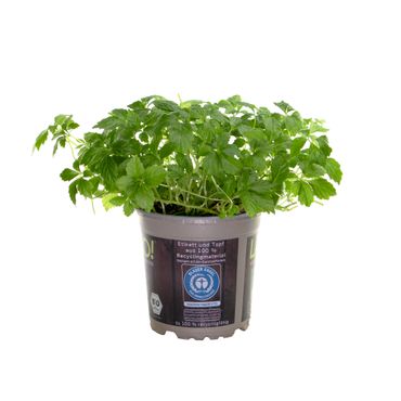 LA’BIO! Kraut der Unsterblichkeit Jiaogulan, im 13cm Topf, Gynostemma pentaphyllum, Höhe ca. 10cm
