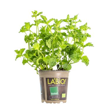 LA’BIO! Limo-Minze, im 13cm Topf, Menta spicata | Familie Lippenblütler, Höhe ca. 10cm