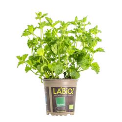 Limo-Minze-2-Kopie.jpg Limo-Minze-2-Kopie.jpg