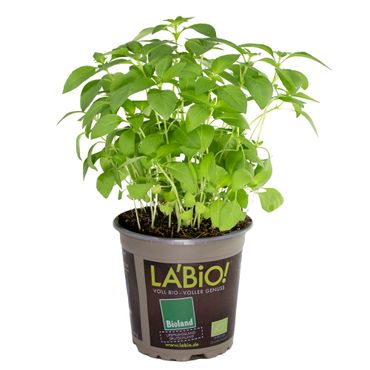 LA’BIO! Limonen-Basilikum Löffelkraut, im 13cm Topf, Ocimum basilicum, Höhe ca. 10cm