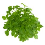 Limonenmelisse-2-Kopie.jpg