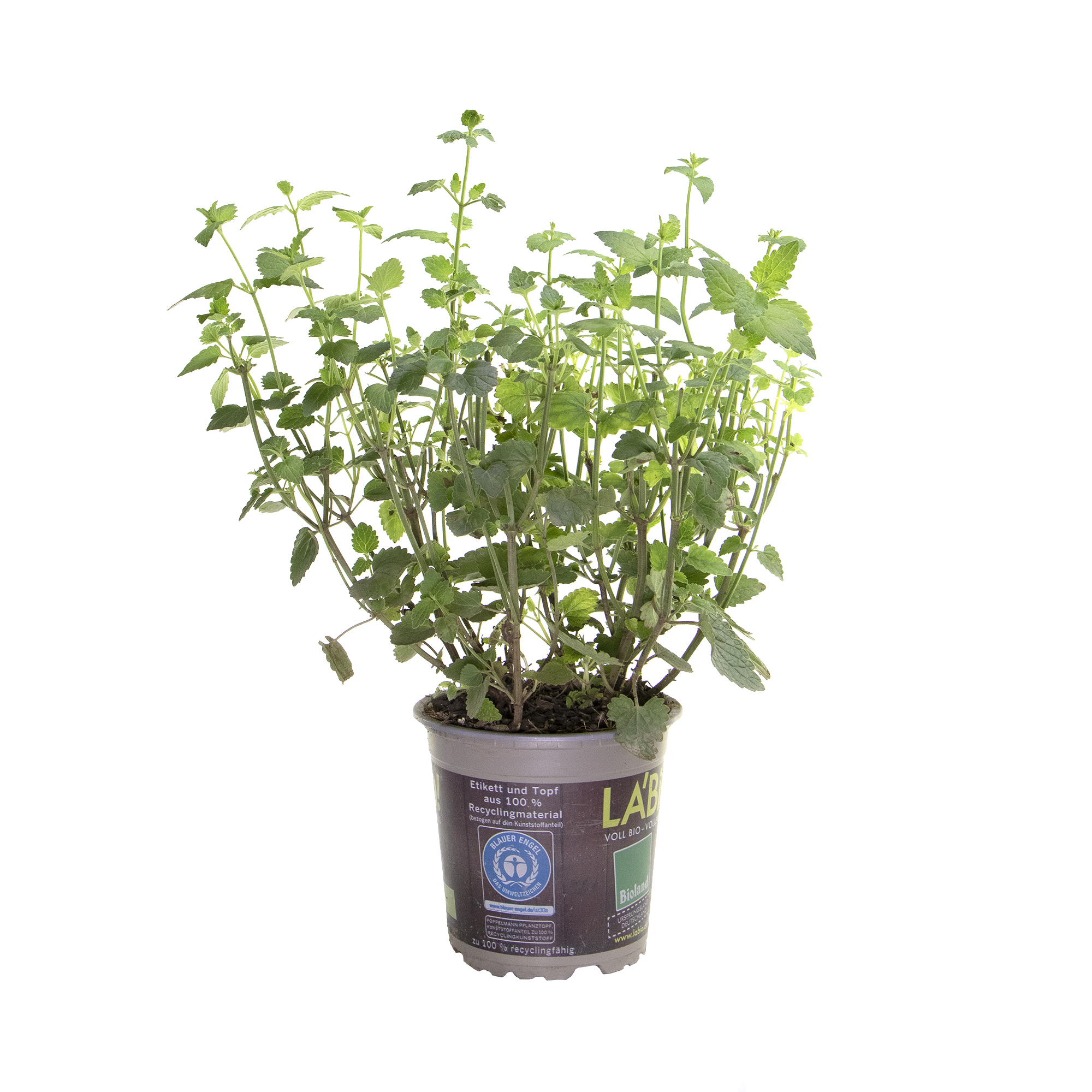 LA'BIO! Moskitopflanze, im 13cm Topf | meingartencenter24.de - Garten Online  Shop & Weber Grill Store