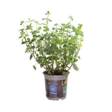 LA’BIO! Moskitopflanze, im 13cm Topf