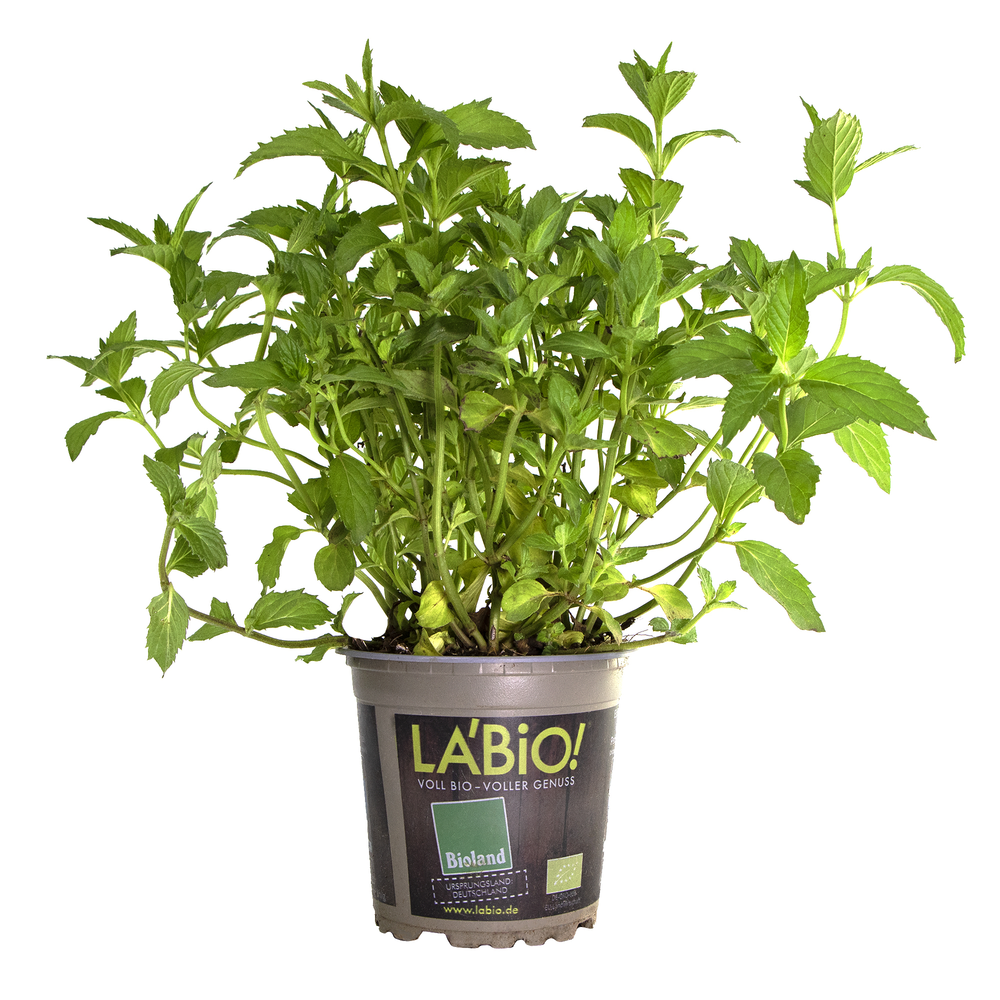 Paket] LA'BIO! Schweizer Minze, im 13cm Topf, Mentha spicata Swiss, Hhe  ca. 10cm | meingartencenter24.de - Garten Online Shop & Weber Grill Store