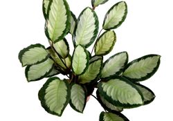 Calathea-picturata--2-.jpg Calathea-picturata--2-.jpg