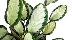 Calathea-picturata--3-.jpg Calathea-picturata--3-.jpg