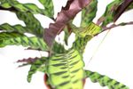 Calathea-lancifolia3.jpg