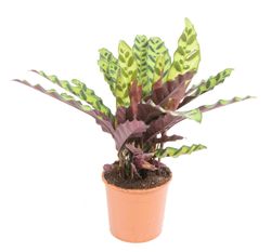 Calathea-lancifoliaT19-01.jpg Calathea-lancifoliaT19-01.jpg