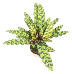 Calathea-lancifoliaT19-02.jpg Calathea-lancifoliaT19-02.jpg