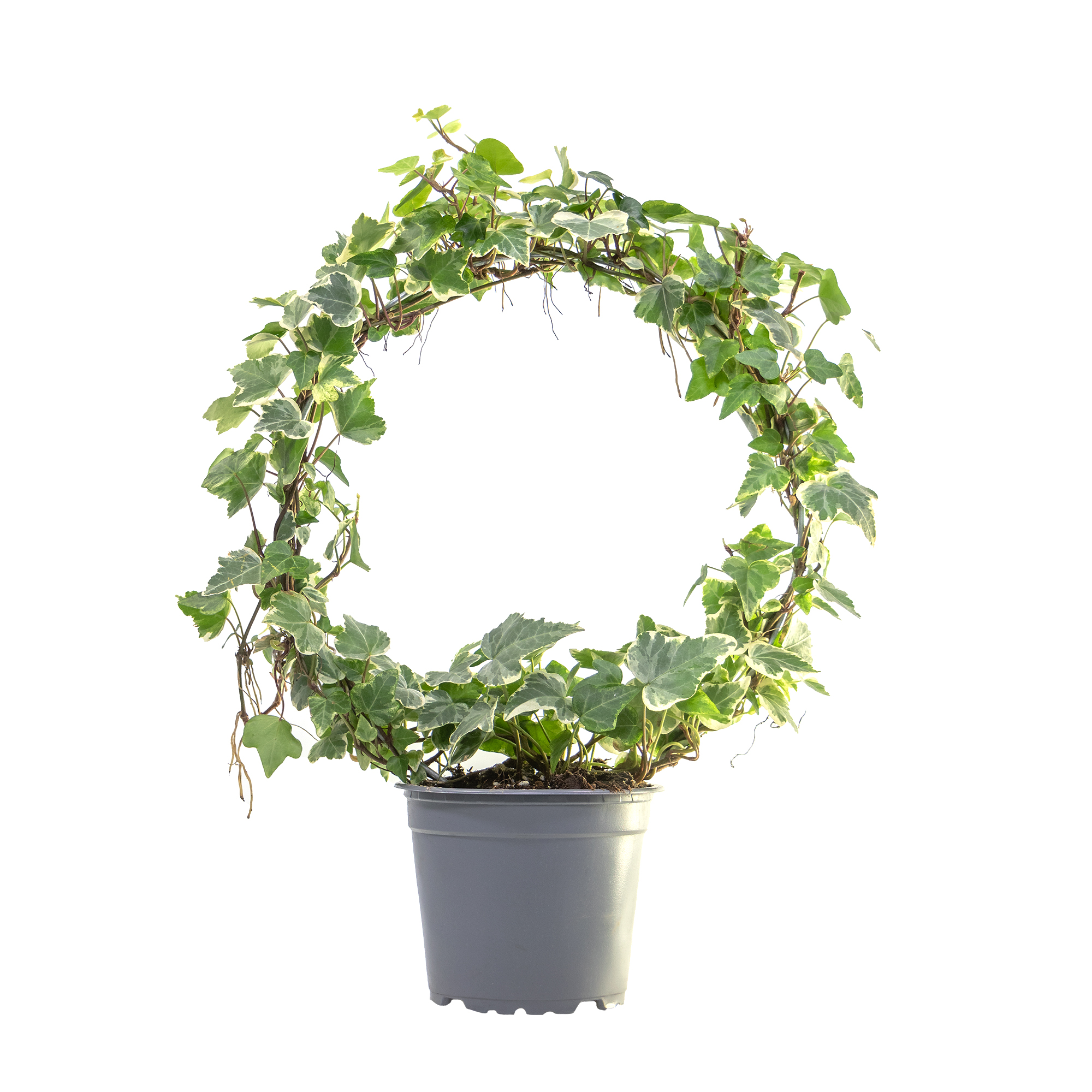 Hedera helix Bogen wei bunt, im 12cm Topf, Zimmerefeu am Bogen wei bunt,  Hhe ca. 35cm | meingartencenter24.de - Garten Online Shop & Weber Grill  Store