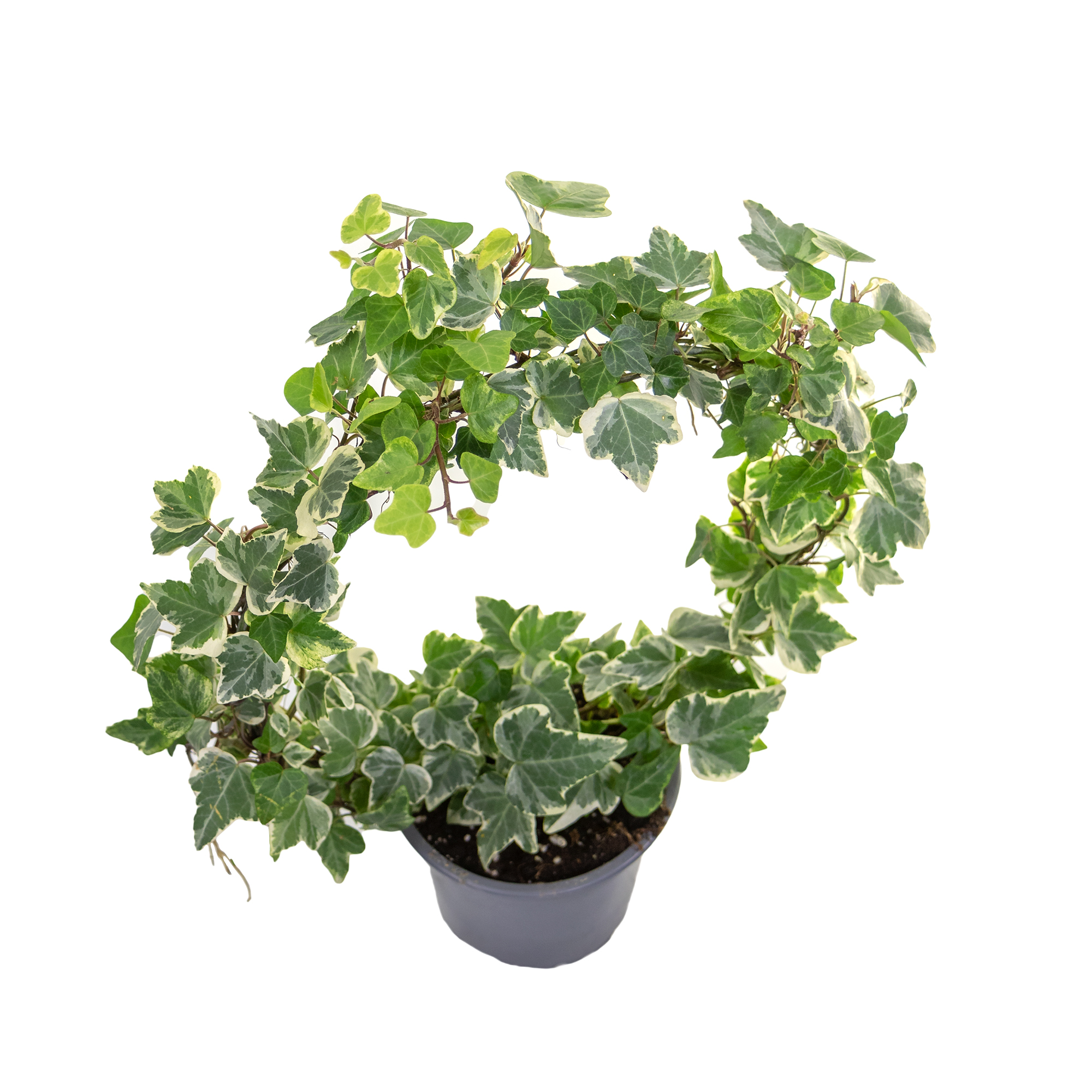 eurosa candela kaktus Candleabra Cactus main image 1