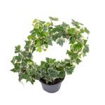 Hedera-Bogen-Eva-30-cmT12--2-.jpg