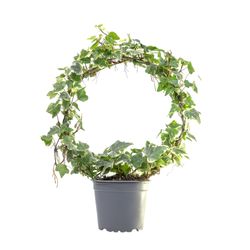 Hedera-Bogen-Eva-30-cmT12--1-.jpg Hedera-Bogen-Eva-30-cmT12--1-.jpg
