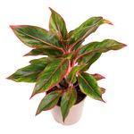 Aglaonema-Light-Star-pink-2.jpg