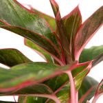 Aglaonema-Light-Star-pink-3.jpg