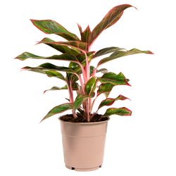 Aglaonema-Light-Star-pink-1.jpg Aglaonema-Light-Star-pink-1.jpg