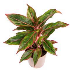 Aglaonema-Light-Star-pink-2.jpg Aglaonema-Light-Star-pink-2.jpg