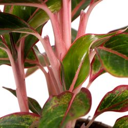 Aglaonema-Light-Star-pink-4.jpg Aglaonema-Light-Star-pink-4.jpg