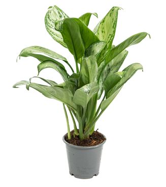Aglaonema commutatum, Christina im 12cm Topf, buntblättriger Kolbenfaden, Höhe ca. 30cm