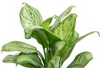 AglaonemaChristina--2-.jpg