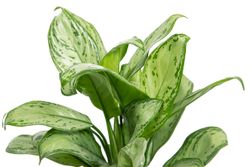 AglaonemaChristina--2-.jpg AglaonemaChristina--2-.jpg
