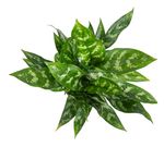 AglaonemaMaria--3-.jpg